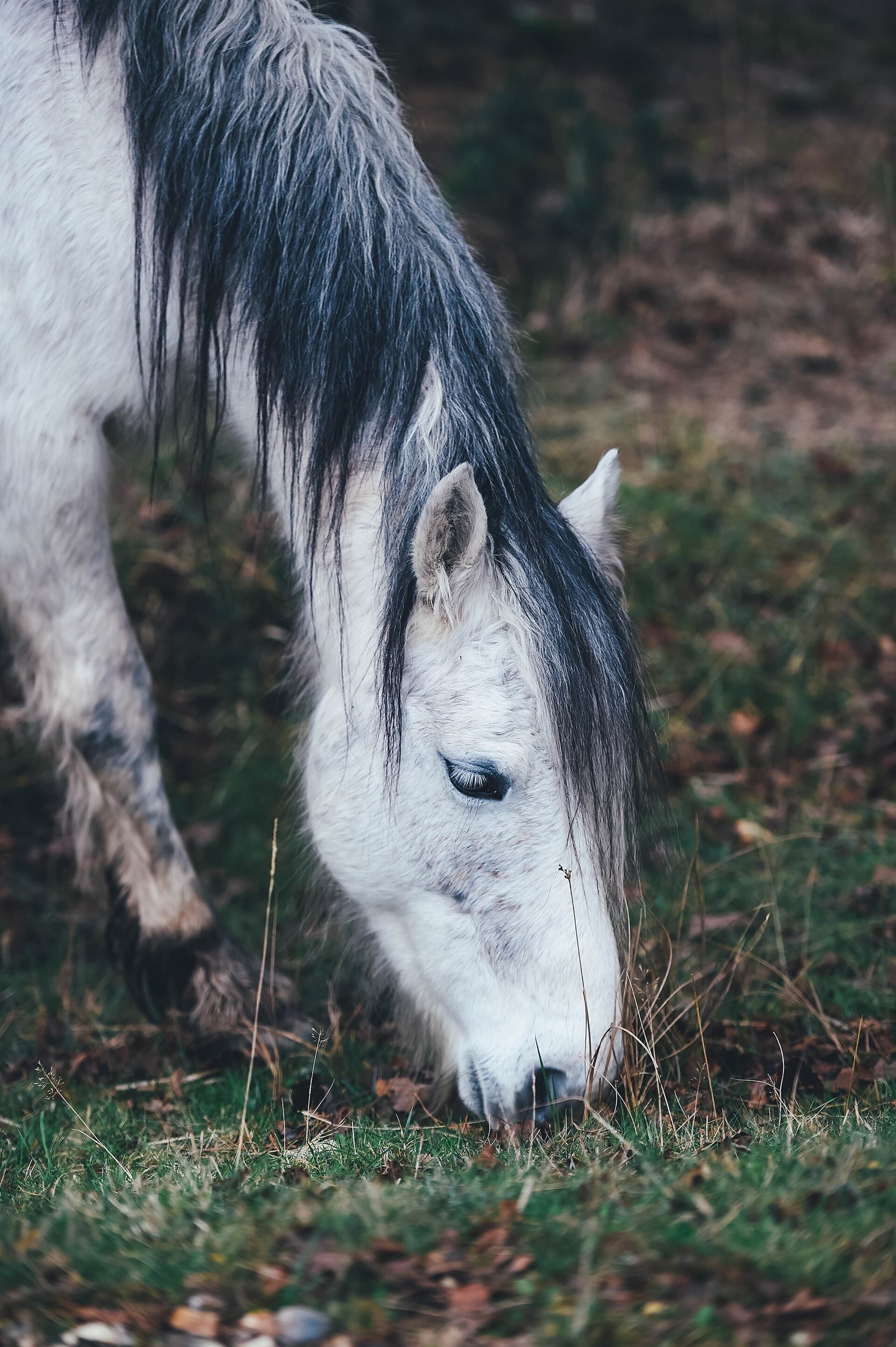 Mavi adlı pony